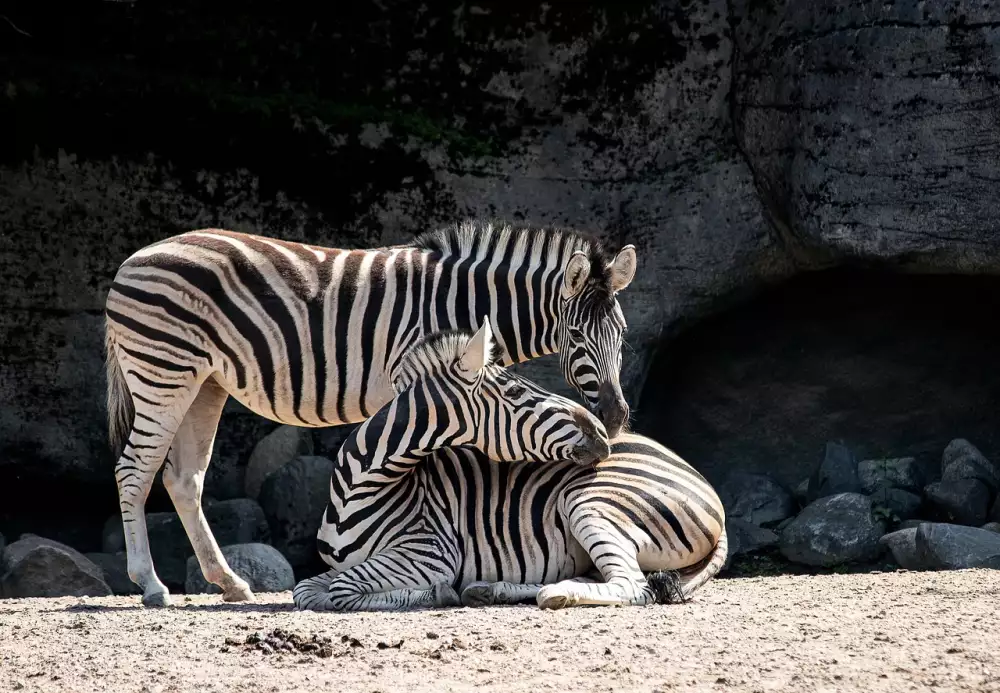 Zoo Praha Práce