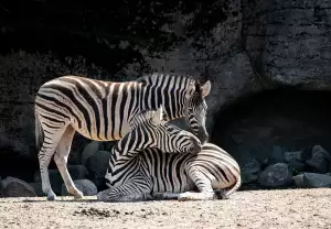 Zoo Praha Práce